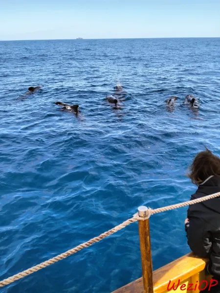 6 dauphins pilotes se trouvent immobiles à 5 mètres du voilier