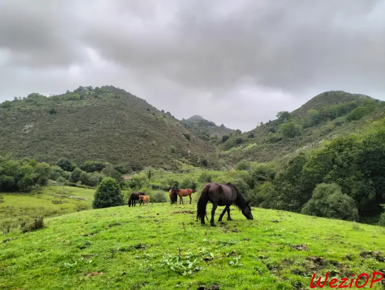 Dans les montagnes au dessus de Purón - Asturies