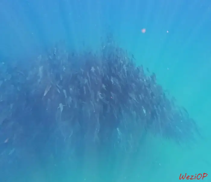 Plongée à Cabo Pulmo – Basse Californie du sud