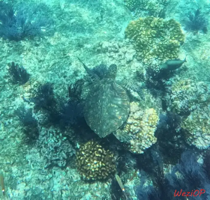 Rencontre avec une tortue à Cabo Pulmo – Basse Californie du sud