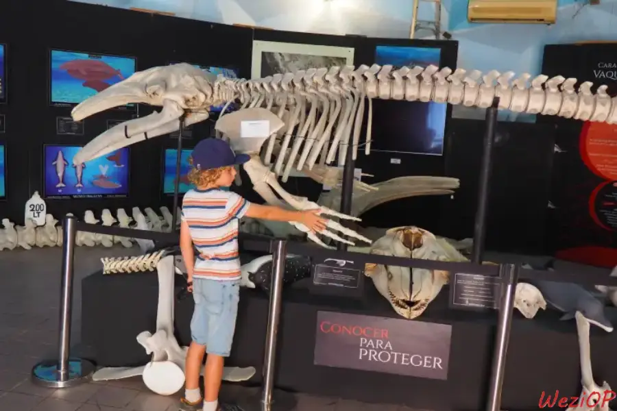 Visite du musée de la Baleine à La Paz – Basse Californie du sud