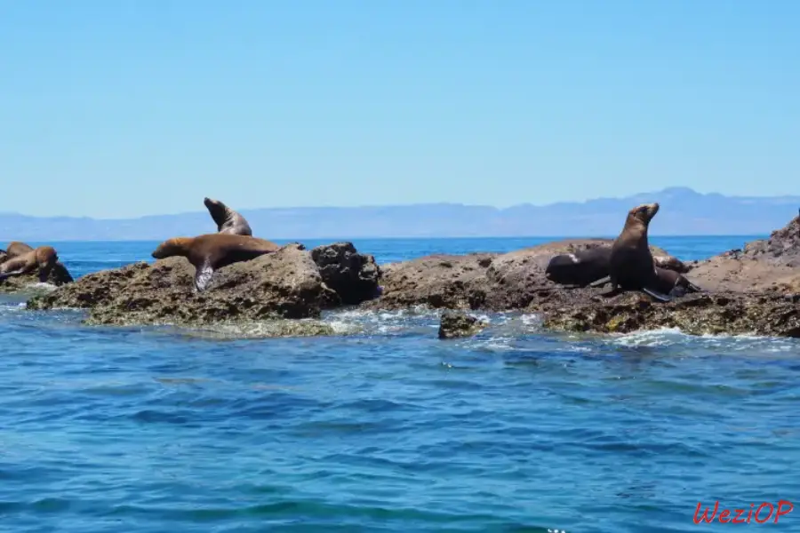 El Islote, à côté de l’Ile d’Espiritu Santo – Basse Californie du sud