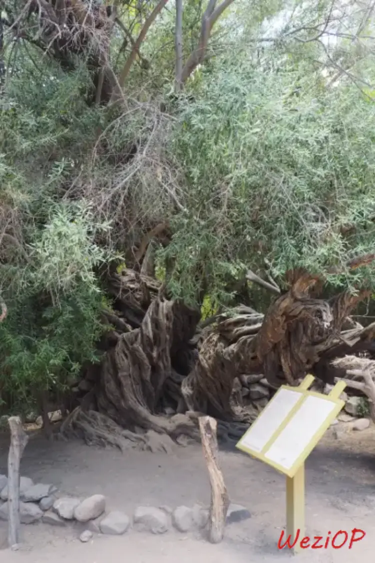 Olivier tricentenaire à San Javier – Basse Californie du sud