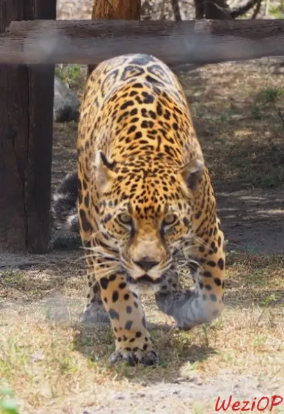Un jaguar - santuario del jaguar - environs de Oaxaca