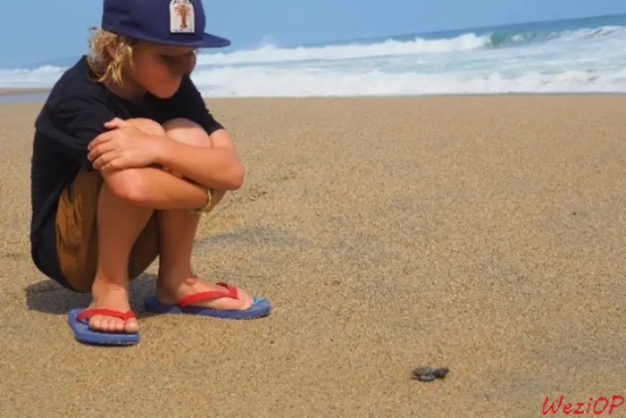 Libération de bébés tortues à Playa Escobilla