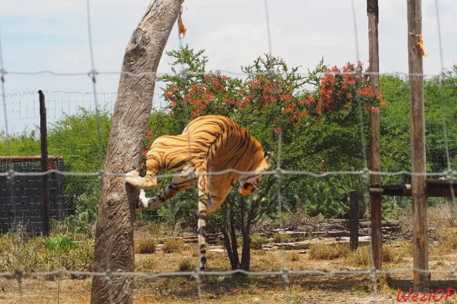 Le repas du tigre au santuario del jaguar