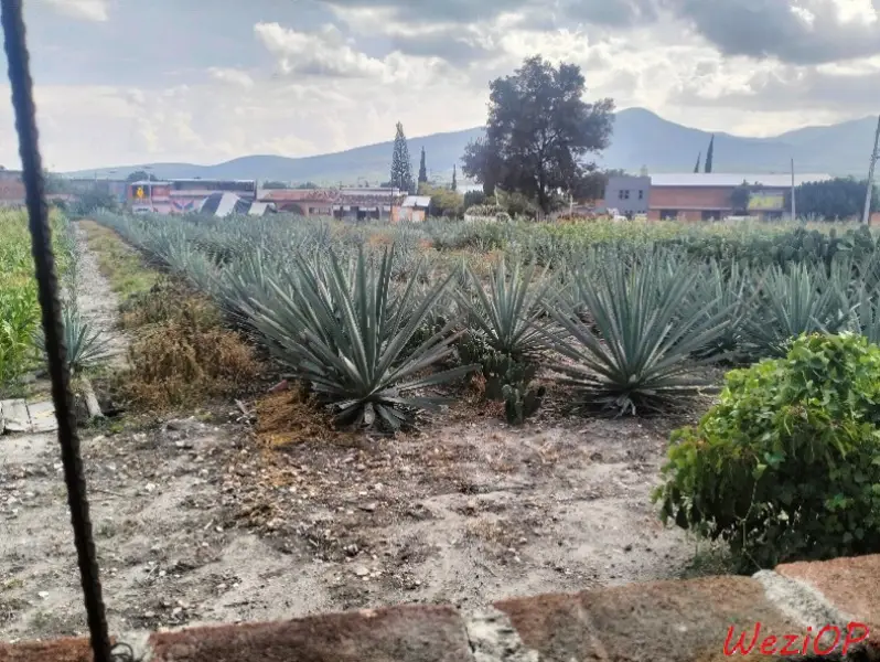 Champs d’agave a la distillerie el rey de Matatlan – environs de Oaxaca