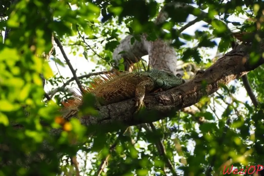Iguane dans les arbres de l’iguanarium - Mazunte