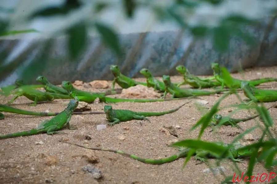 Nurserie des Iguanes - Mazunte