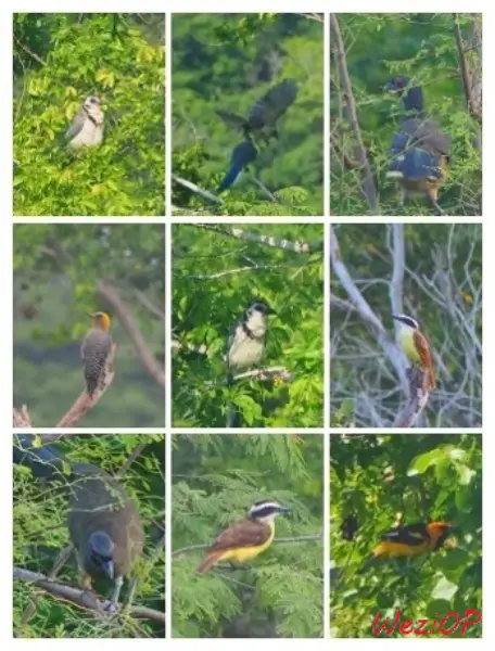 Les oiseaux et insectes de Huatulco