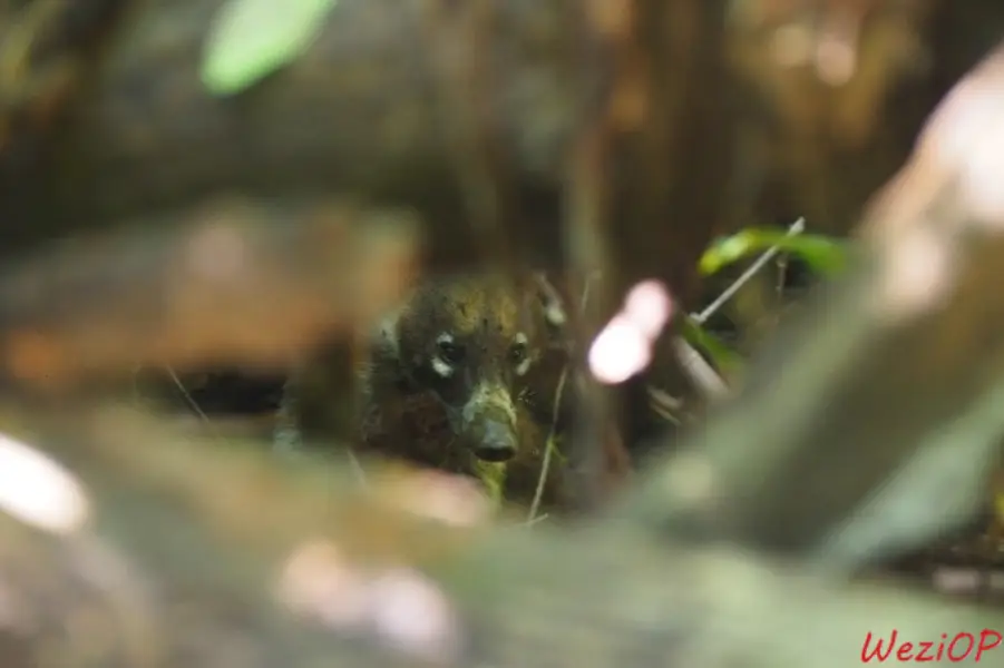 Coati au parc national Ricardo Flores Magon - Huatulco