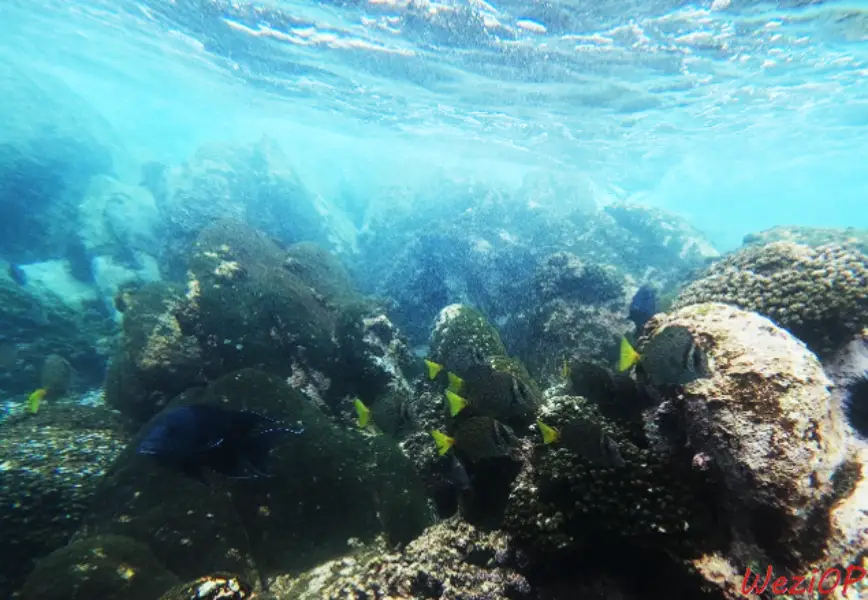 Snorkeling dans le Parc national de Huatulco