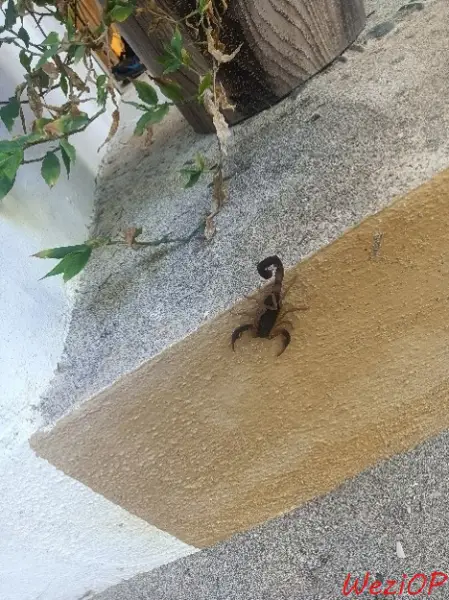 Le scorpion qui m’a piqué à Chacahua